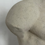 Andrea Male Torso - Skulptur