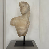 Alexandre le Grand Byste - Skulptur