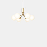 Apiales 6 - Taklampe - Flere varianter