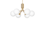 Apiales 6 - Taklampe - Flere varianter