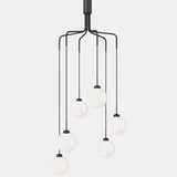 Apiales Cluster 6 - Taklampe - Flere varianter